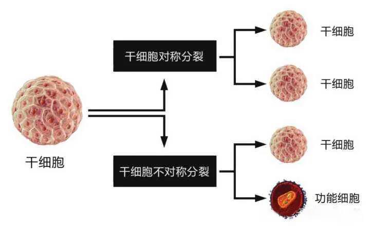 凤起生物 | 干细胞干预脑萎缩具有神奇疗效