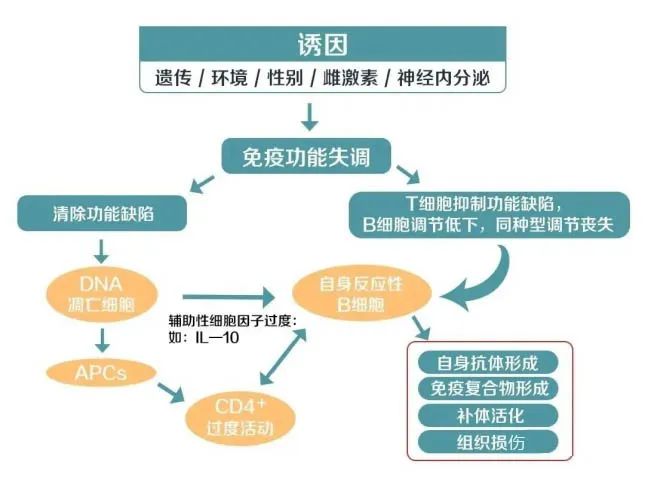 世界狼疮日 | 干细胞与你一起战“狼”