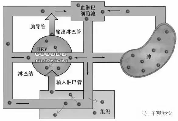 科普 | 为什么干细胞移植大多是以静脉回输的方式